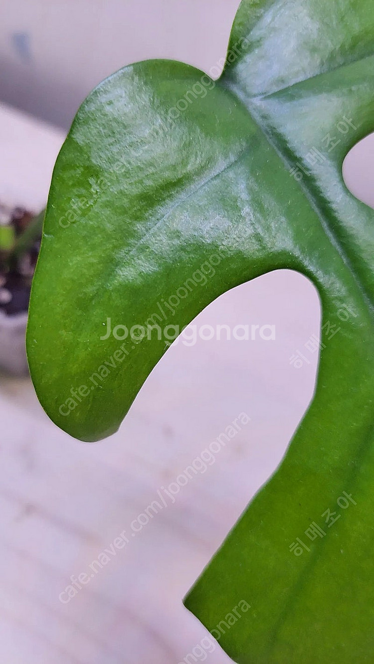 옐로우히메,베놈,화이트민트히메,무늬히메,풀민트히메,실버클라우드 등등 여러 희귀식물 분양해요--6